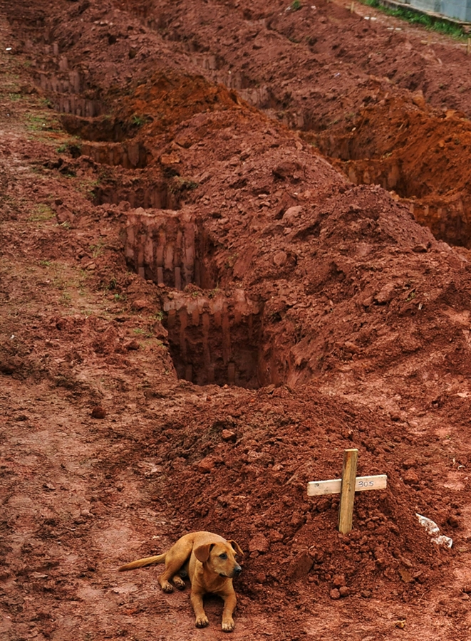 http://www.dailymail.co.uk/news/article-1347862/Brazil-floods-Dog-refuses-leave-owners-graveside-death-toll-tops-630.html
