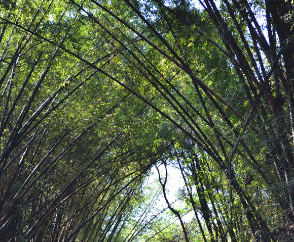 Bamboo